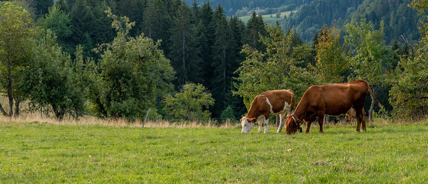 LIFE CARBON FARMING