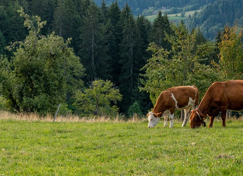 LIFE CARBON FARMING