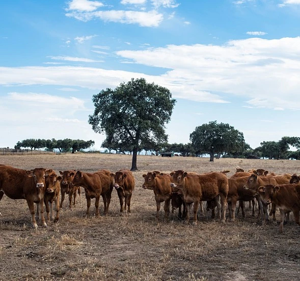 ASOPROVAC impulsa la sostenibilidad: 125 granjas españolas producen leche y carne bajas en carbono