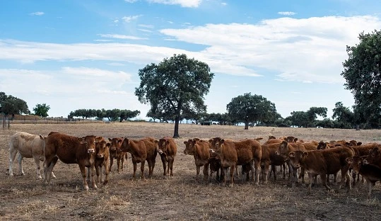 ASOPROVAC impulsa la sostenibilidad: 125 granjas españolas producen leche y carne bajas en carbono