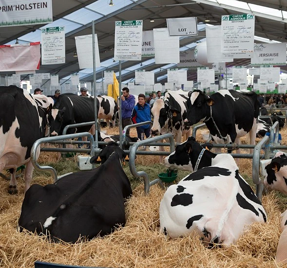 Descubre los Farm Tours: Un Atractivo Destacado en el SOMMET DE L'ÉLEVAGE