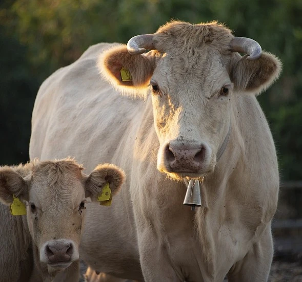 Nueva publicación de SITRAN Vacas Nodrizas 2023